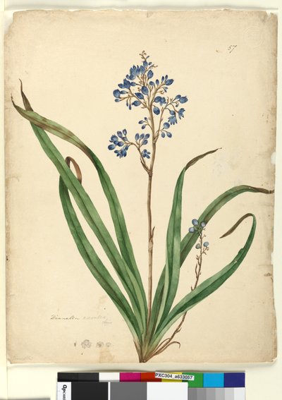 Pagina 57. Dianella caerulea door John William Lewin