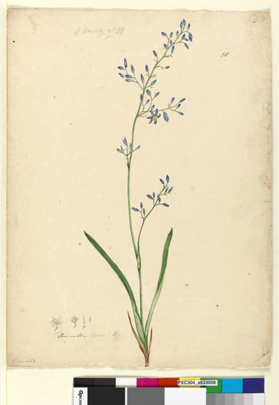 Pagina 58. Dianella levis door John William Lewin