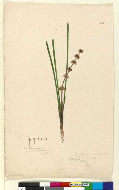 Pagina 62. Xerotes Lomandra multiflora door John William Lewin