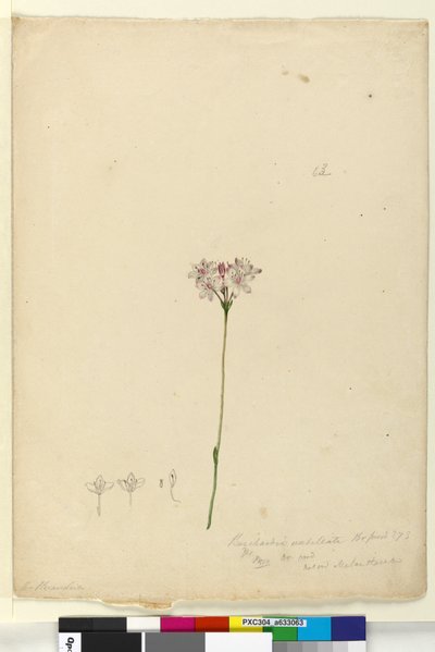 Pagina 63. Burchardia umbellata door John William Lewin