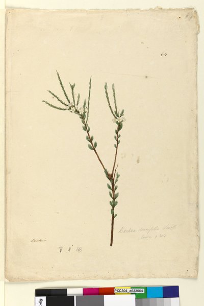 Pagina 64. Baeckea densifolia door John William Lewin