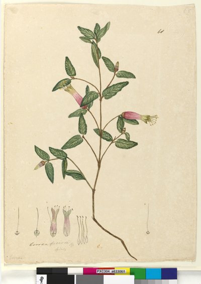 Pagina 68. Correa speciosa door John William Lewin