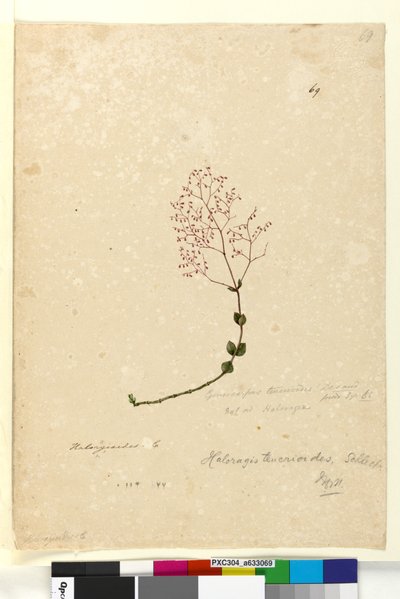 Pagina 69. Gonocarpus teucrioides door John William Lewin