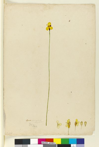 Pagina 6. Xyris operculata, c.1803-06 door John William Lewin