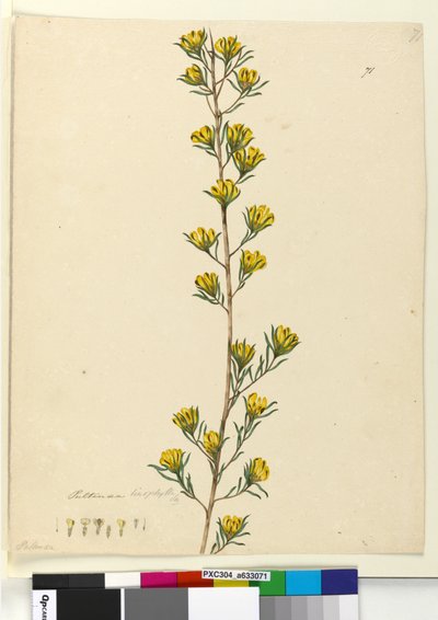 Pagina 71. Pultenaea linophylla door John William Lewin