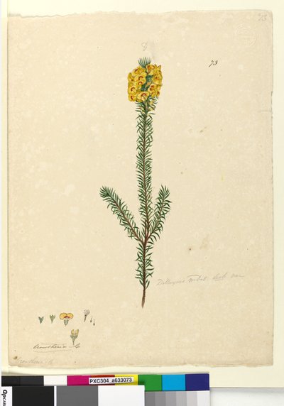 Pagina 73. Dillwynia rubis?, c.1803-06 door John William Lewin