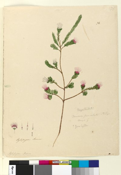 Pagina 76. Darwinia fascicularis door John William Lewin