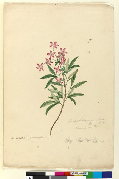 Pagina 77. Ceratopetalum gummiferum door John William Lewin