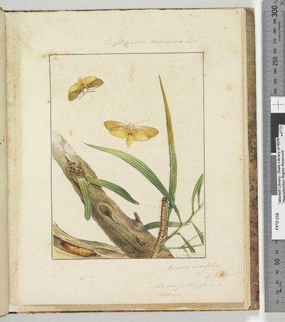 Pagina 7. Pl.2 Cryptophasa Rebescens Lewin door John William Lewin