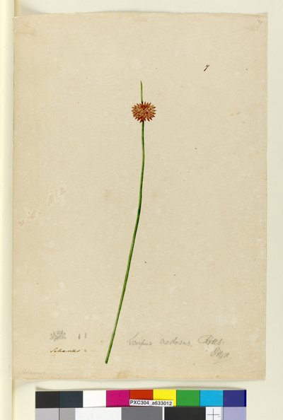 Pagina 7. Scirpus nodosus, c.1803-06 door John William Lewin