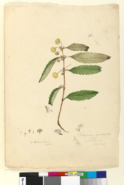 Pagina 81. Callicoma serratifolia door John William Lewin