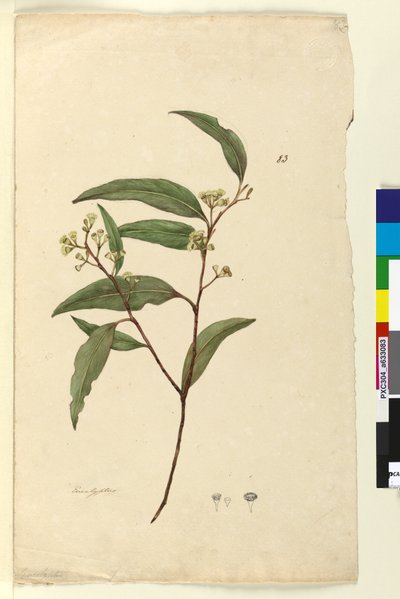 Pagina 83. Eucalyptus door John William Lewin