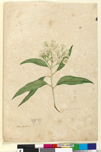 Pagina 84. Eucalyptus paniculata, c.1803-06 door John William Lewin