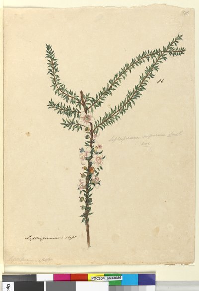 Pagina 86. Leptospermum scoparium door John William Lewin