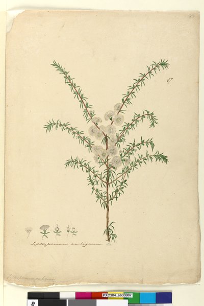 Pagina 87. Leptospermum ambiguum door John William Lewin