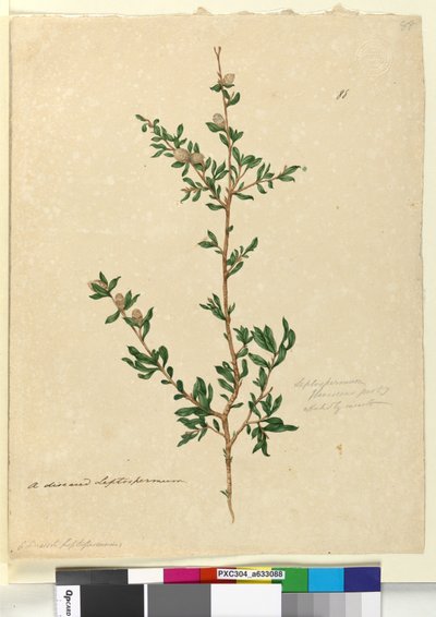 Pagina 88. Leptospermum flavescens door John William Lewin