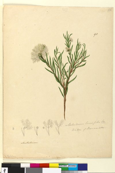 Pagina 92. Melaleuca linariifolia door John William Lewin