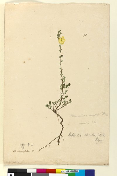 Pagina 93. Hibbertia stricta door John William Lewin