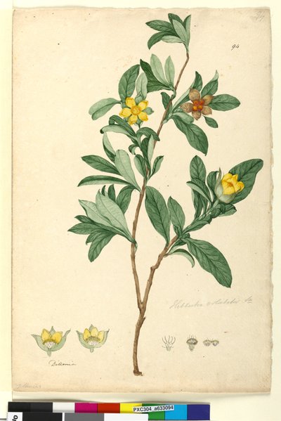 Pagina 94. Hibbertia volubilis syn. Hibbertia scandens door John William Lewin
