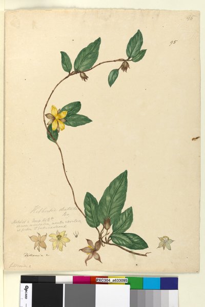 Pagina 95. Hibbertia dentata door John William Lewin