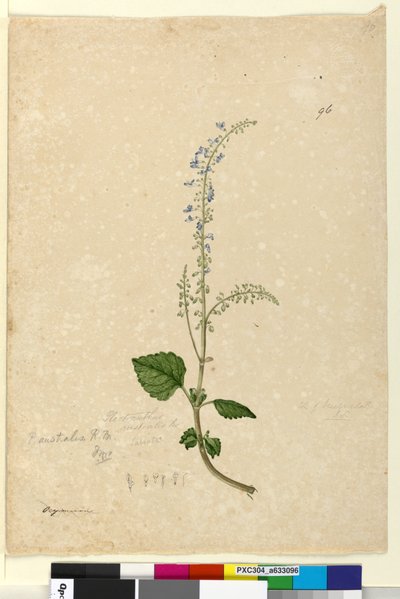 Pagina 96. Plectranthus australis door John William Lewin