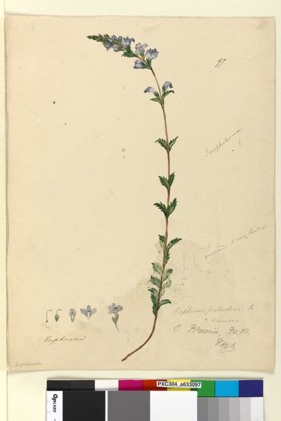 Pagina 97. Euphrasia paludosa door John William Lewin