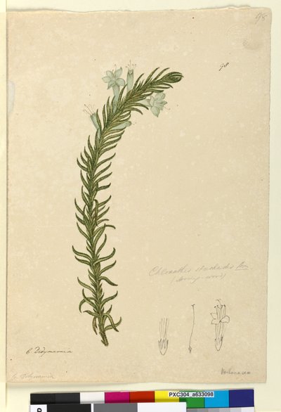 Pagina 98. Chloanthes stoechadis door John William Lewin