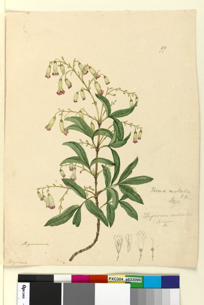 Pagina 99. Bignonia australisPandorea pandorana door John William Lewin