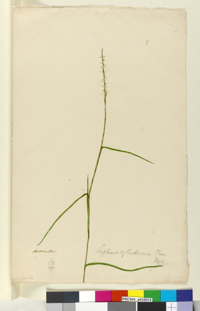 Pagina 9. Lepturus cylindricus, c.1803-06 door John William Lewin