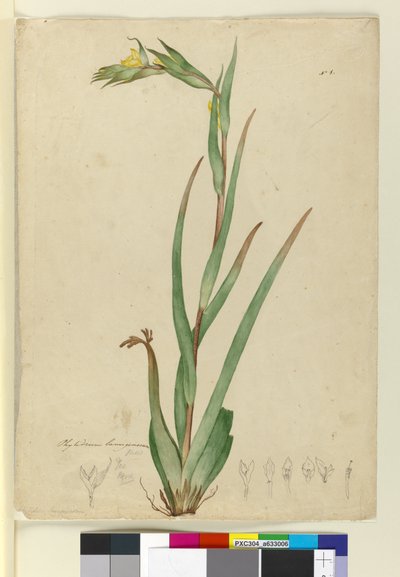 Phylidrum lanuginosum, c.1803-06 door John William Lewin