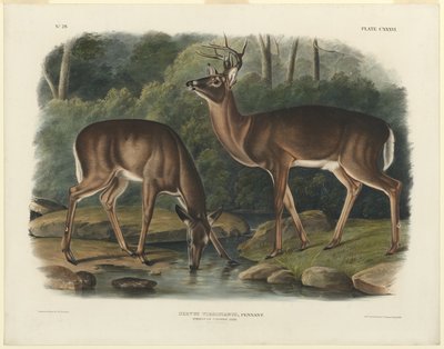 Cervus Virginianus door John Woodhouse Audubon