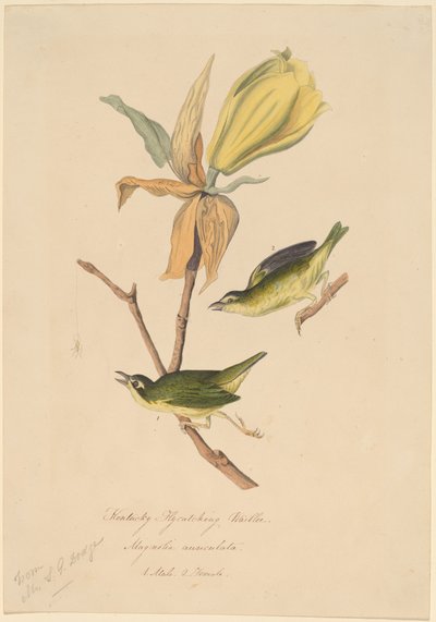 Kentucky vliegenvanger zanger door John Woodhouse Audubon