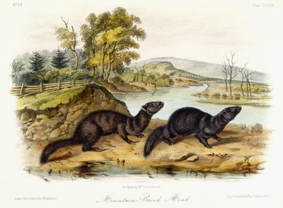 Bergbeekmink, ca. 1849-1854 door John Woodhouse Audubon