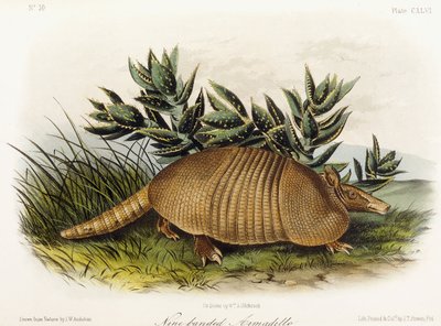 Negengordelarmadillo, 1849-1854 door John Woodhouse Audubon
