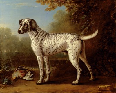 Grijs gevlekte hond door John Wootton