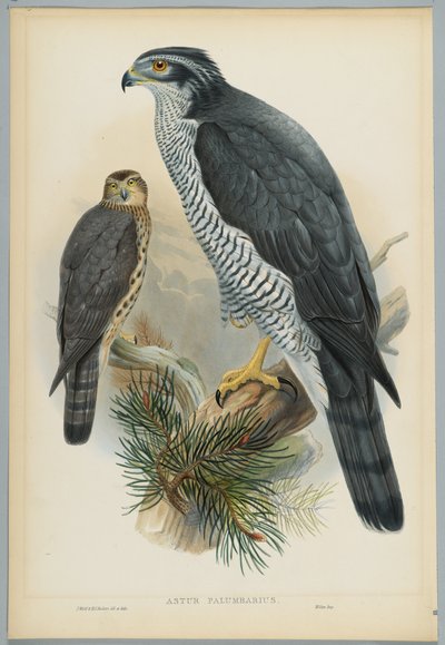 Astur Palumbarius - Havik, getekend door J. Wolf, gegraveerd door H. C. Richter door John after Gould