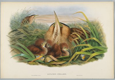 Botaurus Stellaris - Roerdomp, gegraveerd door H. C. Richter door John after Gould