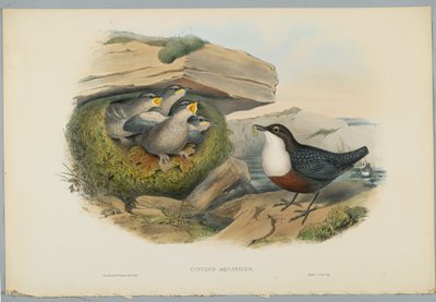 Cinclus Aquaticus - Waterspreeuw, gegraveerd door H. C. Richter door John after Gould