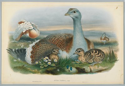Otis Torda - Grote Trap, getekend door J. Wolf, gegraveerd door H. C. Richter door John after Gould