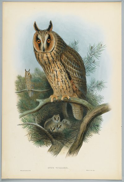 Otus Vulgaris - Ransuil, getekend door J. Wolf, gegraveerd door H. C. Richter door John after Gould