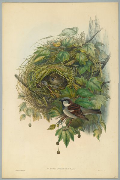 Passer Domesticus - Huismus, gegraveerd door H. C. Richter door John after Gould