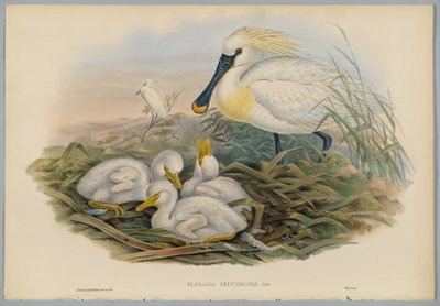 Platalea Leucorodia - Lepelaar en jongen, gegraveerd door H. C. Richter door John after Gould