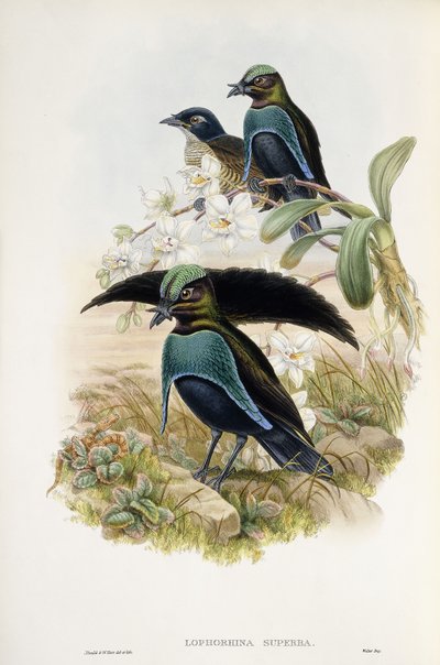 Superb Paradijsvogel (Lophorina Superba) door John and Hart William Gould