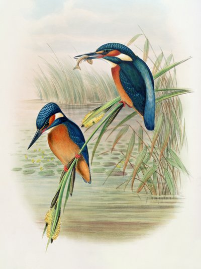 Alcedo Ispida, plaat uit 