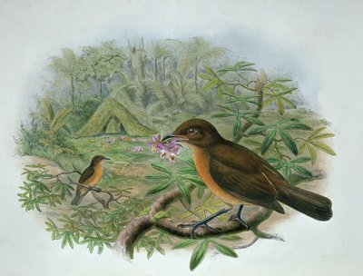 Amblyornis Inornatus, Vogelkop Tuinmanvogel door John and Hart, William Gould