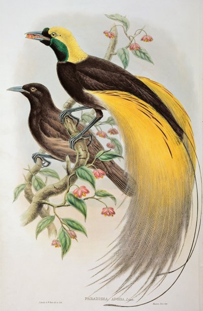 Paradijsvogel: Groter, Paradisaea Apoda door John and Hart, William Gould