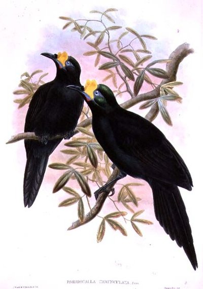 Paradigalla Carunculata door John and Hart, William Gould
