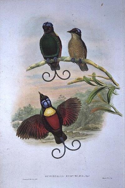 Wilsons Diphyllodes Respuhlica - Paradijsvogel door John and Hart, William Gould