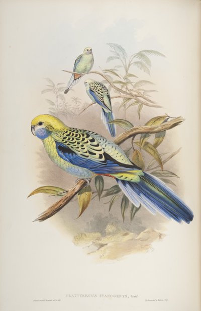 Platycerus cyanogenus, uit The Birds of Australia door John Gould door John and Richter Gould