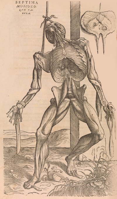 De humani corporis fabrica Over de Structuur van het Menselijk Lichaam door John of Calcar